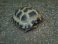 /album/reptiles/tort-jpg/
