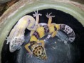 /album/reptiles/geckos-jpg/